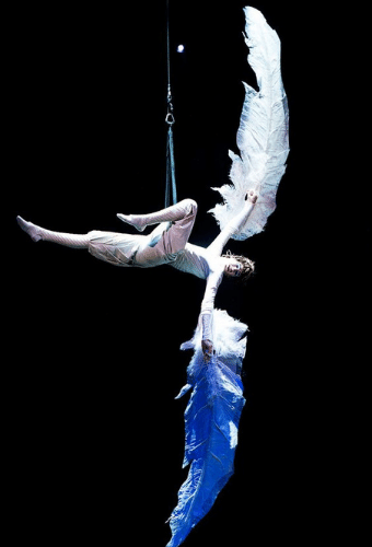 white-wings-in-a-circus-performance